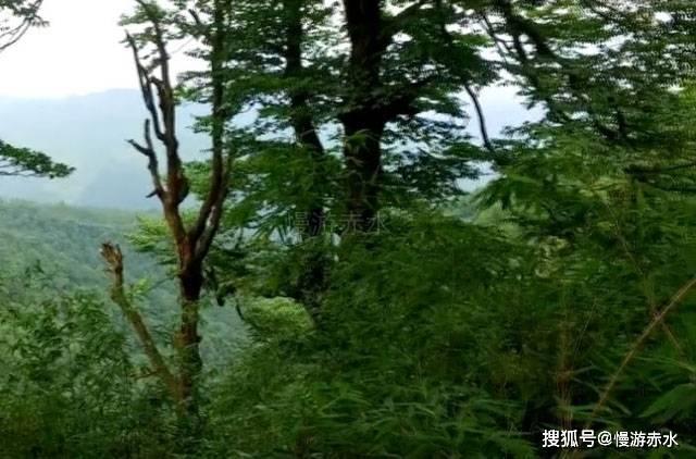 可爱南瓜救援精灵